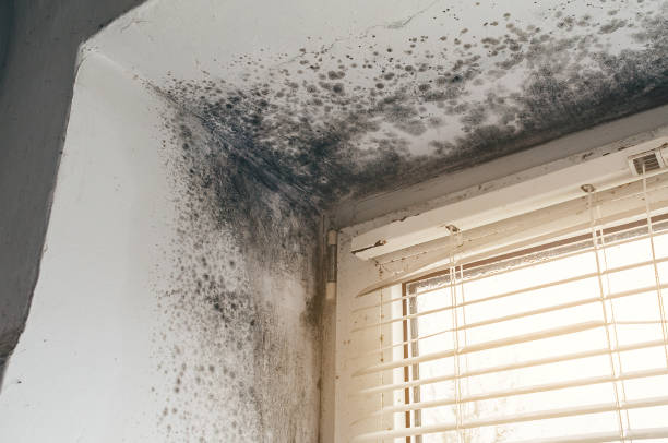 Affordable Mold Inspection And Testing solutions in Clearfield, PA